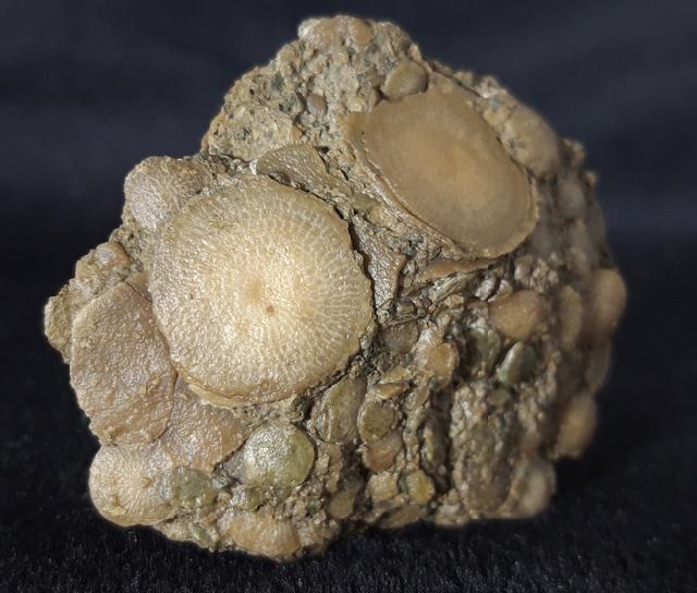 Nummulites exponens SOWERBY 1840 & ?Assilina sp. ORBIGNY 1829 - Bild © FossNet FossilienStore